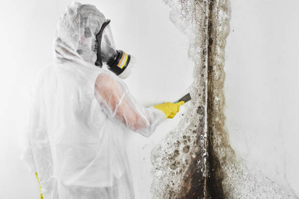 Best Certified Mold Removal  in Lago Vista, TX