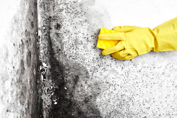 Best Mold Remediation  in Lago Vista, TX