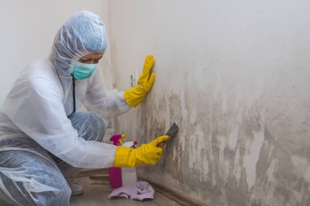 Best Mold Remediation  in Lago Vista, TX