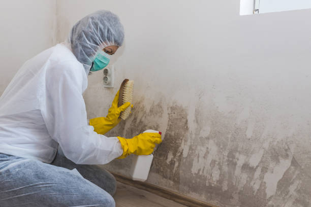 Lago Vista, TX Mold Removal Company