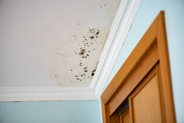 Best Professional Mold Removal  in Lago Vista, TX