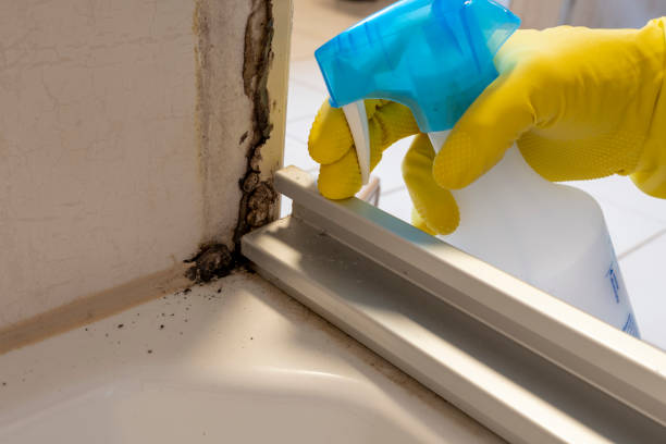 Best Professional Mold Removal  in Lago Vista, TX