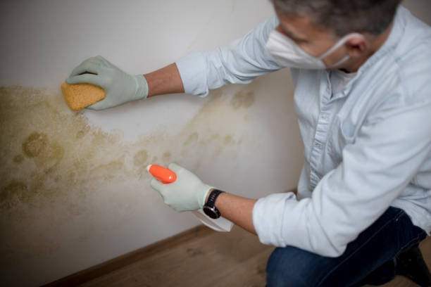 Best Black Mold Removal  in Lago Vista, TX