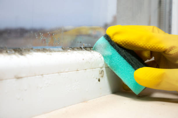 Best Residential Mold Removal  in Lago Vista, TX