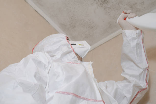 Best Commercial Mold Removal  in Lago Vista, TX