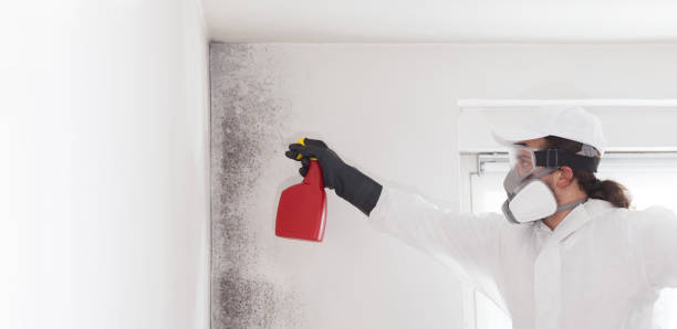 Best Affordable Mold Removal  in Lago Vista, TX