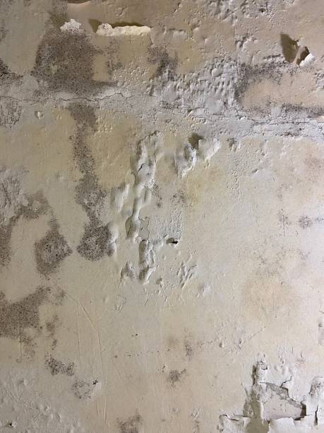 Best Black Mold Removal  in Lago Vista, TX