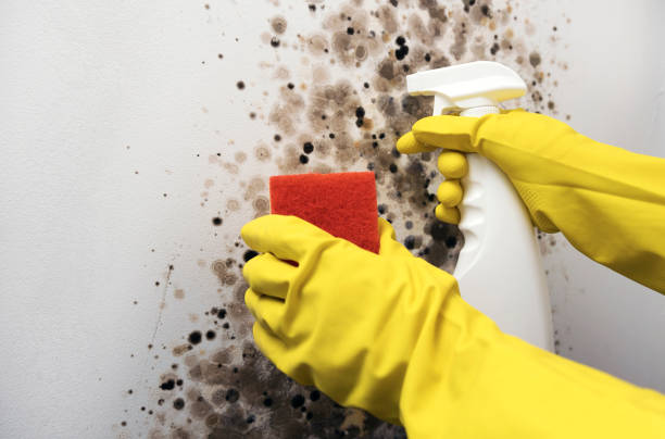 Best Mold Damage Repair  in Lago Vista, TX