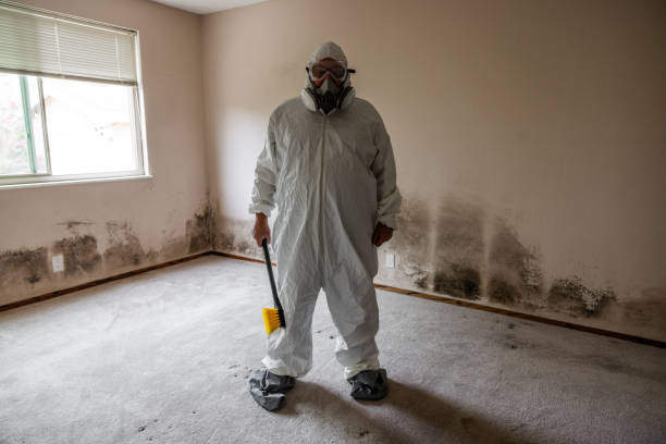 Best Mold Damage Repair  in Lago Vista, TX