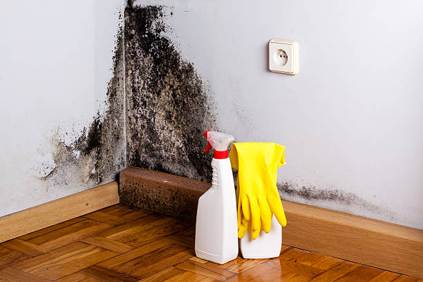 Best Attic Mold Removal  in Lago Vista, TX