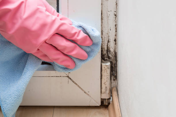 Best Crawl Space Mold Removal  in Lago Vista, TX