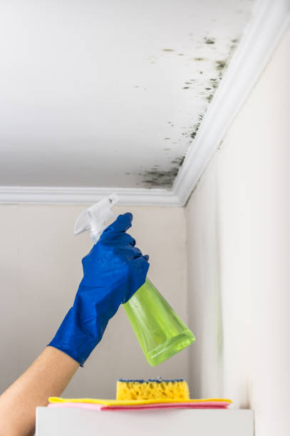 Best Commercial Mold Removal  in Lago Vista, TX