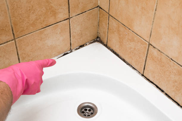 Best Best Mold Removal Companies  in Lago Vista, TX