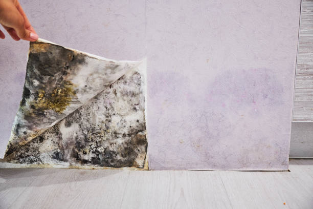 Best Commercial Mold Removal  in Lago Vista, TX